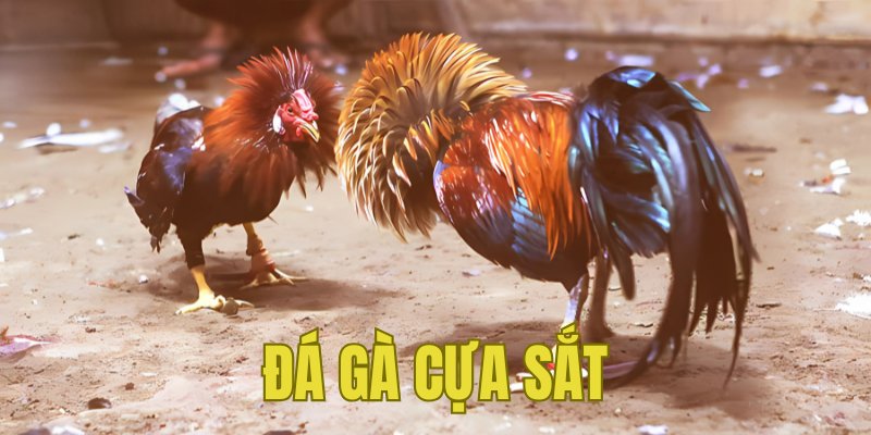 Banner www.sesanhpc.vn