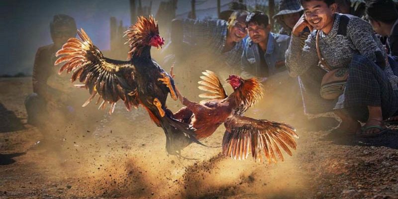 Banner www.sesanhpc.vn